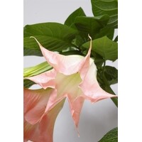 Brugmansia roze | Engelentrompet | 60 cm hoog | In 33 cm pot | Rijkbloeiende kuipplant