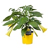 Brugmansia geel | 60 cm hoog | 33 cm pot