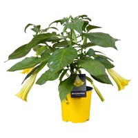 Brugmansia geel (engelentrompet) | 60 cm hoog | In 33 cm pot | Gele kuipplant voor terras en tuin