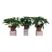 Brugmansia Wit | Engelentrompet | 60 cm hoog | In 33 cm pot | Witte kuipplant
