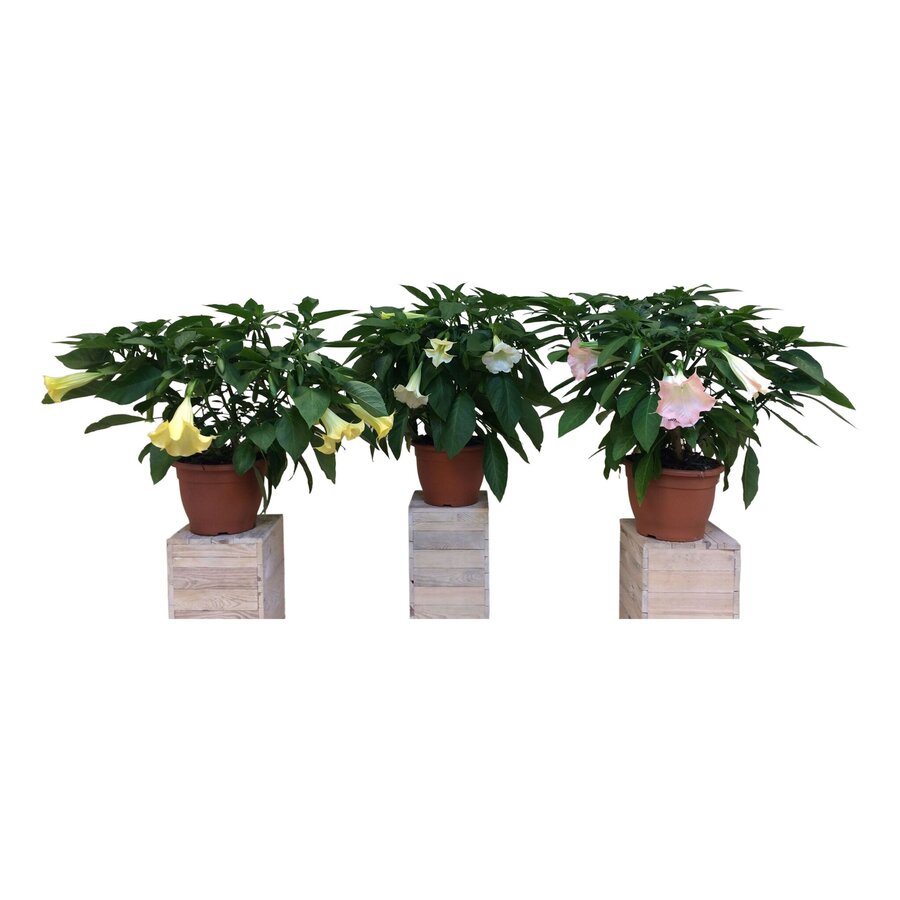 Brugmansia Wit | Engelentrompet | 60 cm hoog | In 33 cm pot | Witte kuipplant