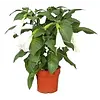 Brugmansia Wit | 60 cm hoog | 33 cm pot