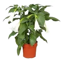 Brugmansia Wit | Engelentrompet | 60 cm hoog | In 33 cm pot | Witte kuipplant