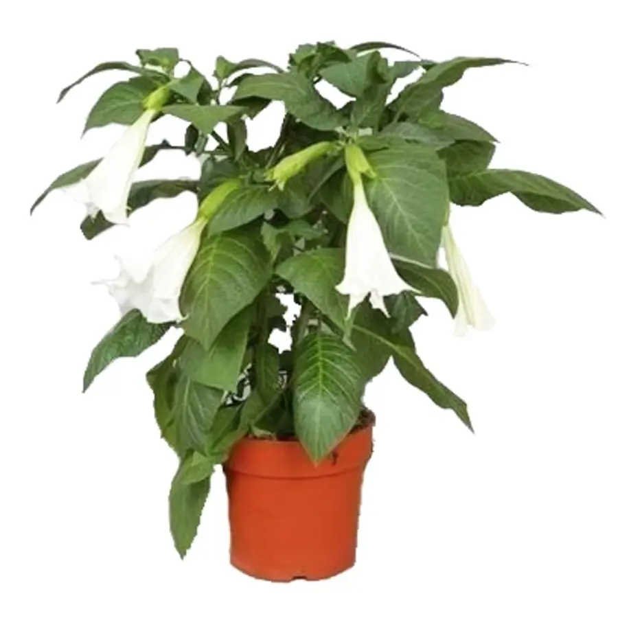 Brugmansia Wit | Engelentrompet | 60 cm hoog | In 33 cm pot | Witte kuipplant