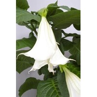 Brugmansia Wit | Engelentrompet | 60 cm hoog | In 33 cm pot | Witte kuipplant