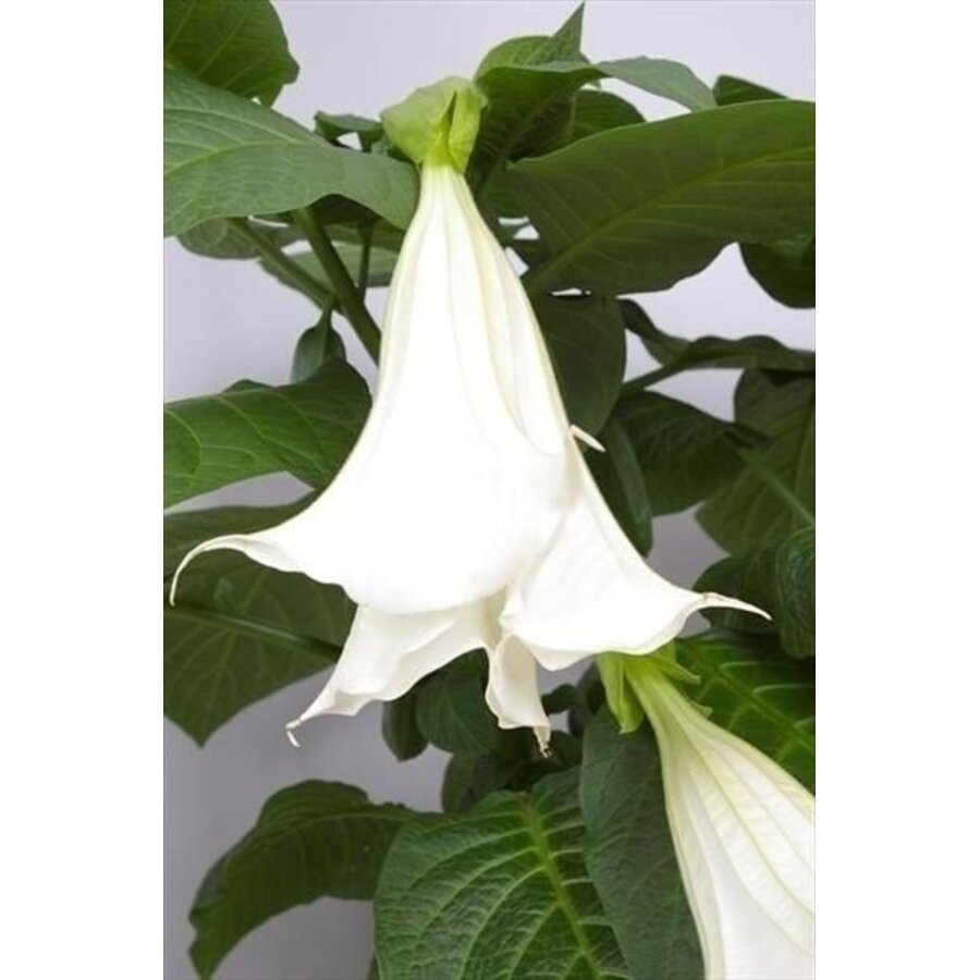Brugmansia Wit | Engelentrompet | 60 cm hoog | In 33 cm pot | Witte kuipplant