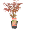 Acer palmatum 'Atropurpureum' | Japanse esdoorn | 45 cm hoog | 15 cm pot