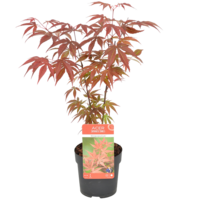 Acer palmatum 'Atropurpureum' | Japanse esdoorn | 45 cm hoog | In 15 cm pot | Roodpaars blad voor tuin, terras en balkon