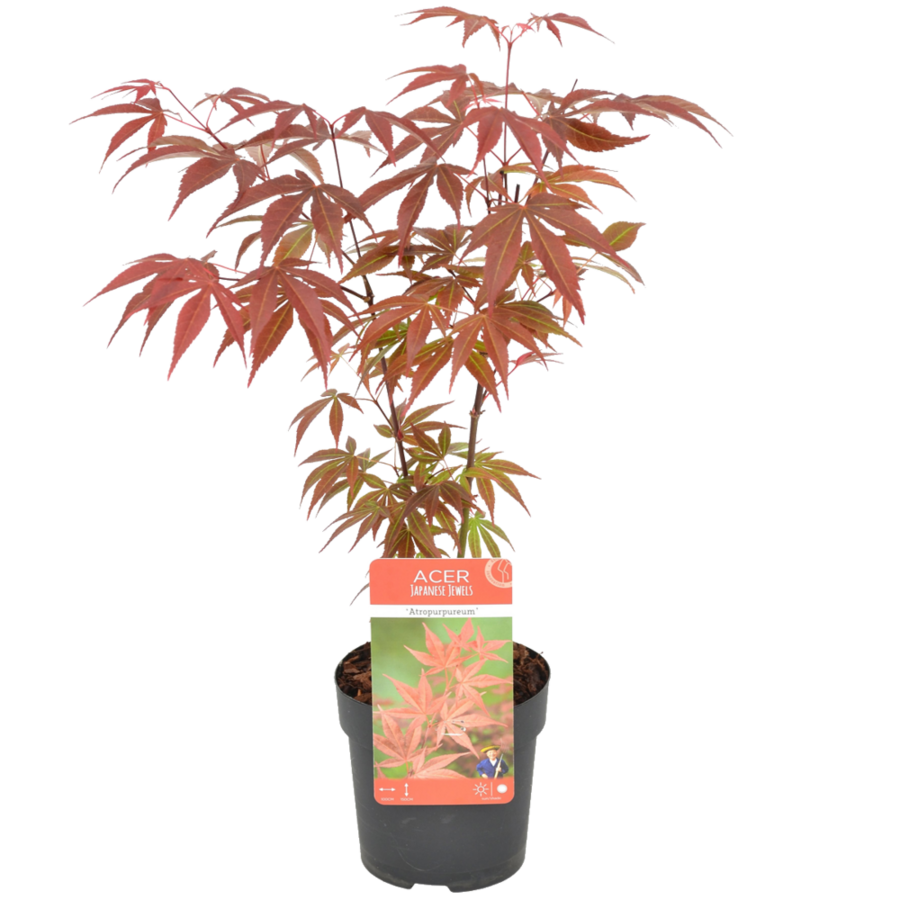 Acer palmatum 'Atropurpureum' | Japanse esdoorn | 45 cm hoog | In 15 cm pot | Roodpaars blad voor tuin, terras en balkon