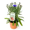 Centaurea Korenbloem | 30 cm hoog | 12 cm pot