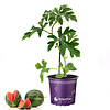 Citrullus lanatus Watermeloen 'Fire Ball' | Geënt | 25 cm hoog | 12 cm pot
