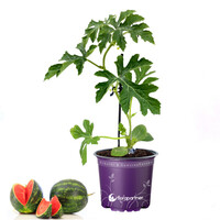 Acer palmatum 'Atropurpureum'Geënte Citrullus lanatus Watermeloen 'Fire Ball' | midi watermeloenplant | 25 cm hoog | 12 cm pot| Japanse esdoorn | 45 cm hoog | In 15 cm pot | Roodpaars blad voor tuin, terras en balkon - CopyCentaurea Korenbloem | 30 cm hoo