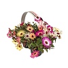 Dorotheanthus bellidiformis | tray 6 stuks | 15 cm hoog | 9 cm pot