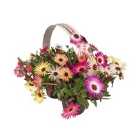 Dorotheanthus bellidiformis ijsbloem | Tray van 6 stuks | 15 cm hoog | In 9 cm pot | Kleurrijke zomerbloeier