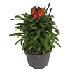 Erysimum Leya Orange Glow | 25 cm hoog | 13 cm pot