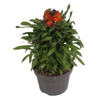 Erysimum Leya Orange Glow | Muurbloem | 25 cm hoog | In 13 cm pot | Oranje bloeiende tuinplant