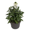 Erysimum Leya White | 25 cm hoog | 13 cm pot