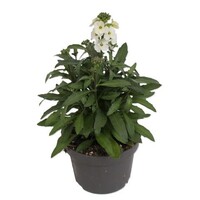 Erysimum Leya White | Steenraket met witte bloemen | 25 cm hoog | In 13 cm pot