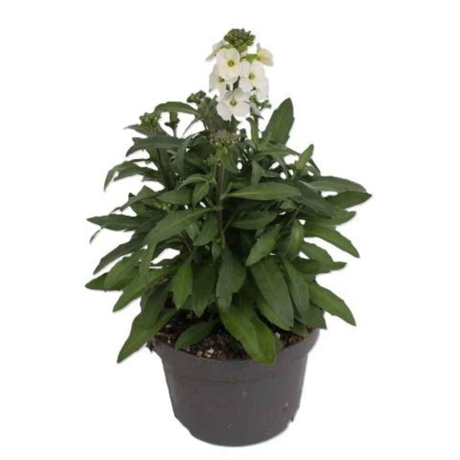 Erysimum Leya White | Steenraket met witte bloemen | 25 cm hoog | In 13 cm pot