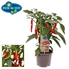 Capsicum annuum Hot Chilli Red peper | 45 cm hoog | 14 cm pot