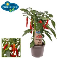 Capsicum annuum Hot Chilli Red peper | 45 cm hoog | In 14 cm pot | Pittige rode peperplant
