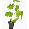 Cucumis sativus Melva | Komkommerplant | 25 cm hoog | 12 cm pot