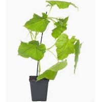 Cucumis sativus Melva (komkommerplant) | 25 cm hoog | In 12 cm pot | Bittervrije midi komkommer voor kas, moestuin en balkon