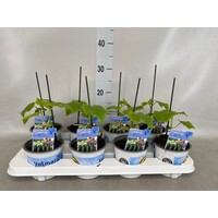 Cucumis sativus Melva (komkommerplant) | 25 cm hoog | In 12 cm pot | Bittervrije midi komkommer voor kas, moestuin en balkon