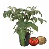 Solanum lycopersicum Potatom | tomaat EN aardappelplant | 35 cm hoog | 13 cm pot