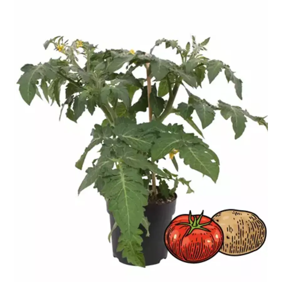Solanum lycopersicum Potatom (tomaat) | Tomaat en aardappel aan één plant | 35 cm hoog | In 13 cm pot