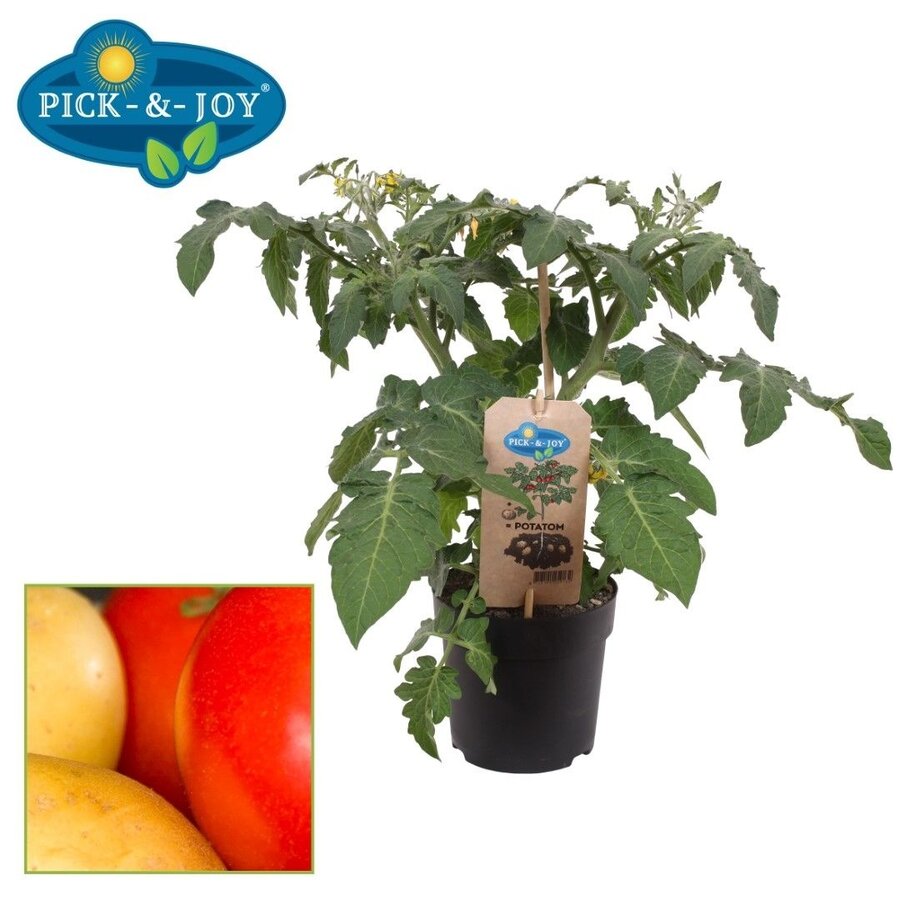 Solanum lycopersicum Potatom (tomaat) | Tomaat en aardappel aan één plant | 35 cm hoog | In 13 cm pot
