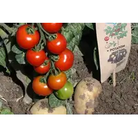 Solanum lycopersicum Potatom (tomaat) | Tomaat en aardappel aan één plant | 35 cm hoog | In 13 cm pot