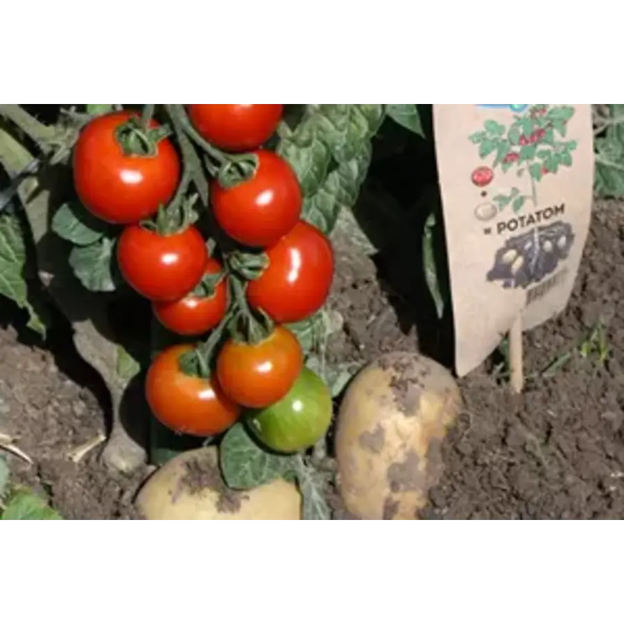 Solanum lycopersicum Potatom (tomaat) | Tomaat en aardappel aan één plant | 35 cm hoog | In 13 cm pot