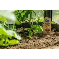 Solanum lycopersicum Potatom (tomaat) | Tomaat en aardappel aan één plant | 35 cm hoog | In 13 cm pot