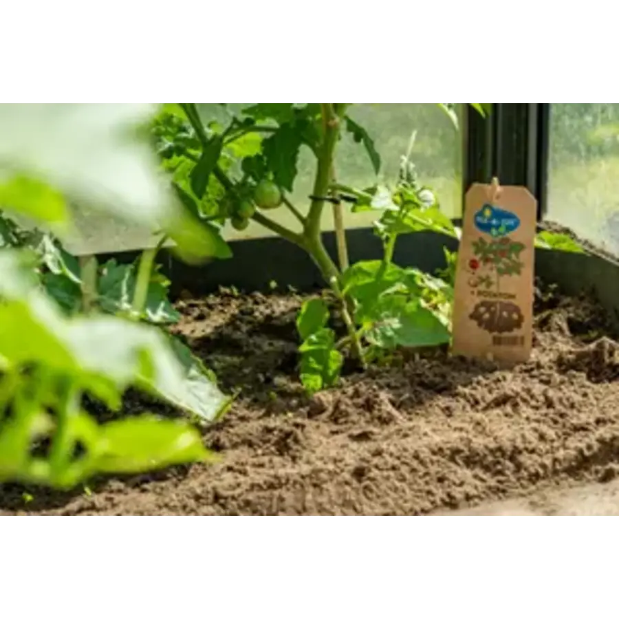 Solanum lycopersicum Potatom (tomaat) | Tomaat en aardappel aan één plant | 35 cm hoog | In 13 cm pot