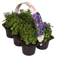 Lobelia erinus tray van 6 stuks | 15 cm hoog | In 6 cm pot | Rijke zomerbloeier