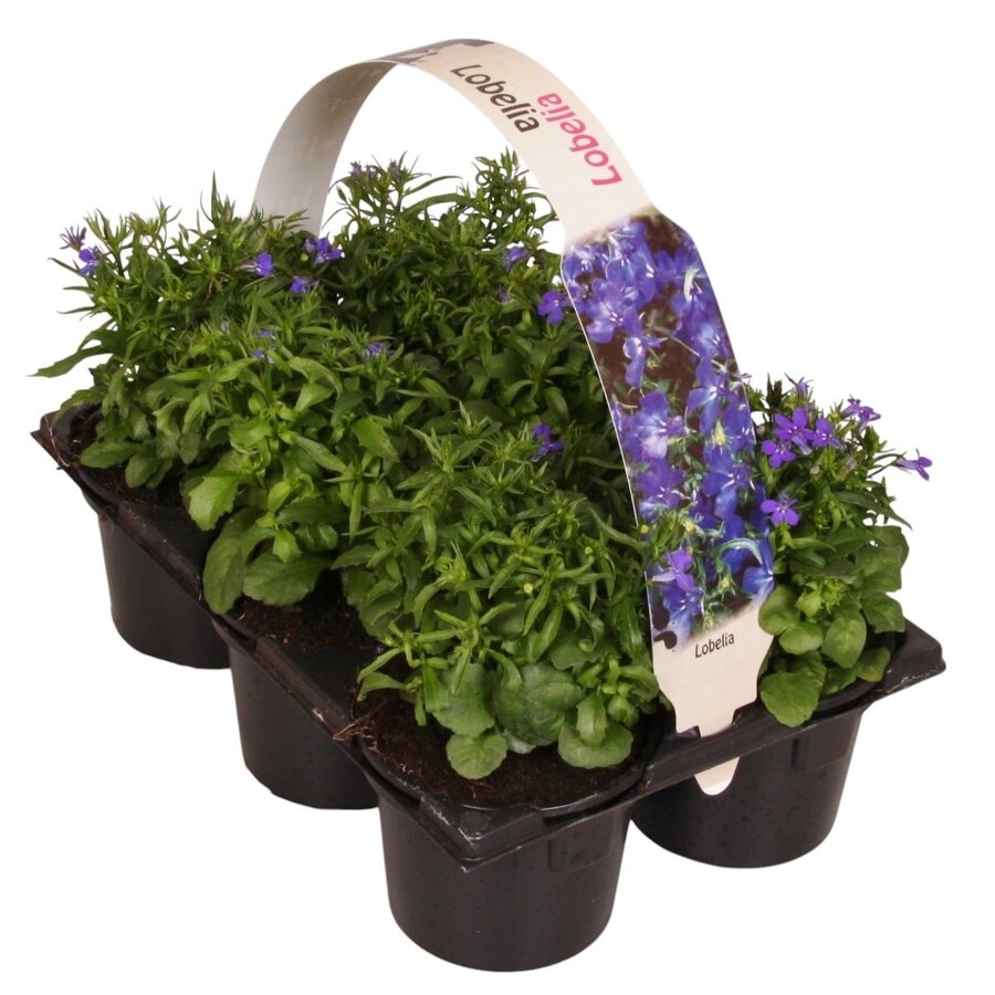 Lobelia erinus tray van 6 stuks | 15 cm hoog | In 6 cm pot | Rijke zomerbloeier