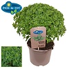 Ocimum basilicum Greek Basil | 14 cm pot | 30 cm hoog