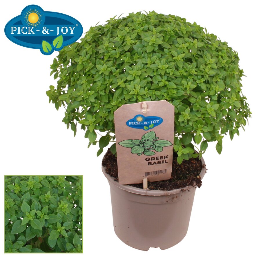 Ocimum basilicum Greek Basil | Griekse basilicum | 30 cm hoog | In 14 cm pot | Fijnbladige kruidenplant