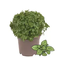Ocimum basilicum Greek Basil | Griekse basilicum | 30 cm hoog | In 14 cm pot | Fijnbladige kruidenplant