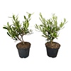 Olea europaea struikvorm | 30 cm hoog | 12 cm pot