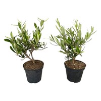 Olea europaea struikvorm | Olijfboom | 30 cm hoog | In 12 cm pot | Mediterrane tuinplant