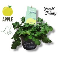 Pelargonium geurend Apple Fresh | Witte bloem met roze accenten | Appelgeur | 20 cm hoog | 12 cm pot