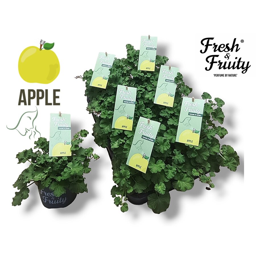 Pelargonium geurend Apple Fresh | Witte bloem met roze accenten | Appelgeur | 20 cm hoog | 12 cm pot