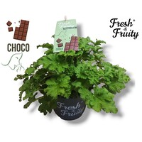 Pelargonium geurend Choco Fresh (chocolade geur) | 20 cm hoog | In 12 cm pot | Geurende geranium voor tuin, balkon en terras | Verkoop per stuk