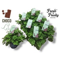 Pelargonium geurend Choco Fresh (chocolade geur) | 20 cm hoog | In 12 cm pot | Geurende geranium voor tuin, balkon en terras | Verkoop per stuk