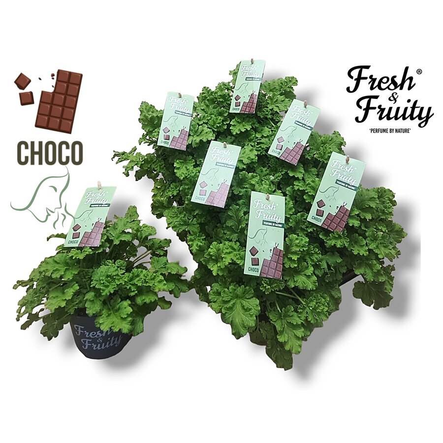 Pelargonium geurend Choco Fresh (chocolade geur) | 20 cm hoog | In 12 cm pot | Geurende geranium voor tuin, balkon en terras | Verkoop per stuk
