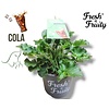 Pelargonium Cola Fresh | Cola geur | 20 cm hoog | 12 cm pot