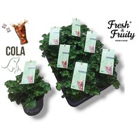 Pelargonium geurend Cola Fresh | Cola geur | Roze bloemen | 20 cm hoog | In 12 cm pot