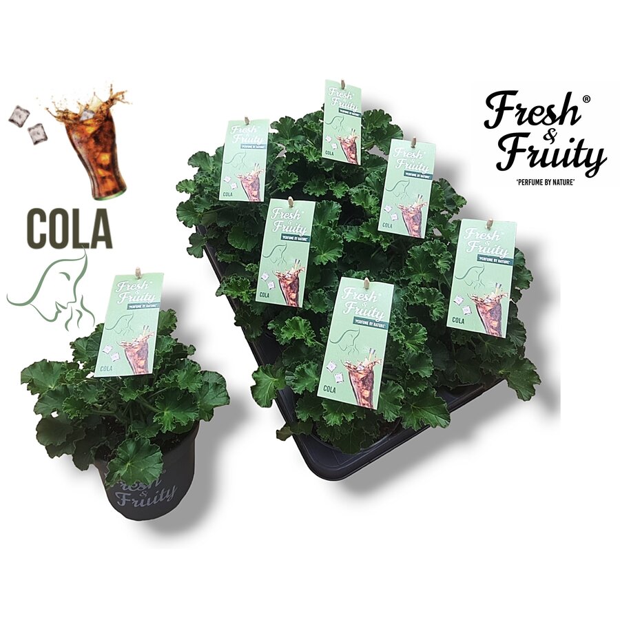 Pelargonium geurend Cola Fresh | Cola geur | Roze bloemen | 20 cm hoog | In 12 cm pot